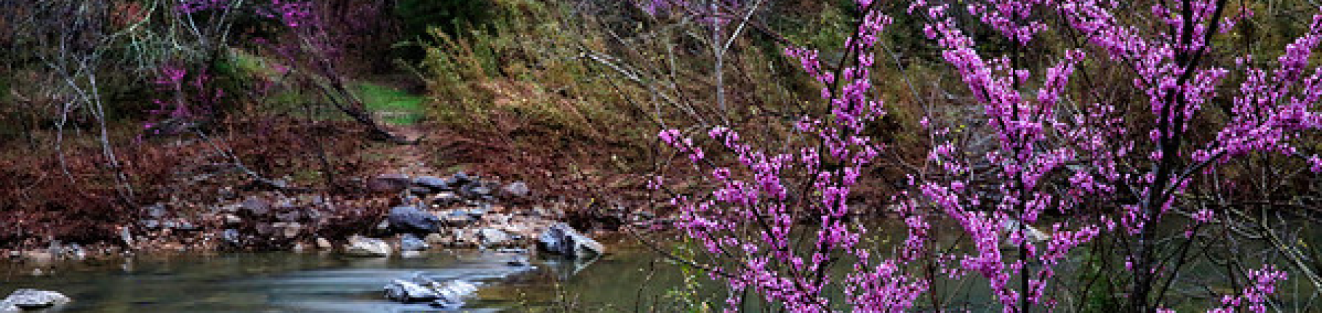 spring